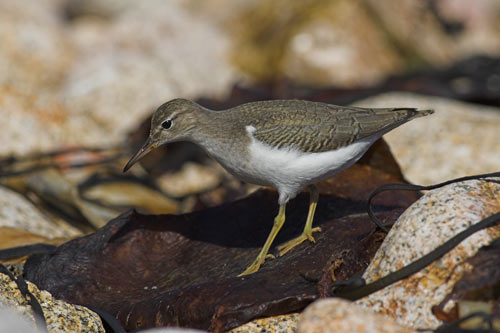 Spotted Sandpiper