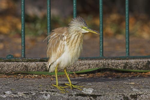 Squacco Heron