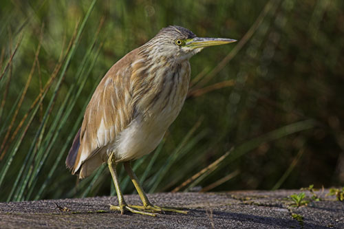 Squacco Heron