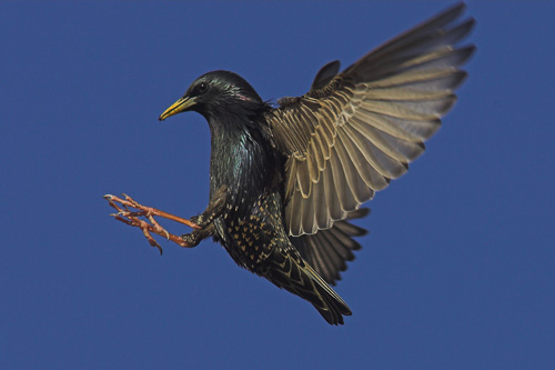 Starling