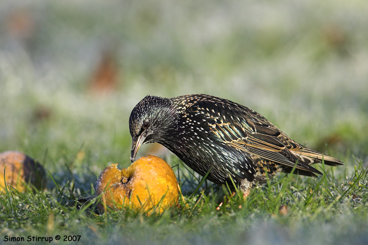 Starling