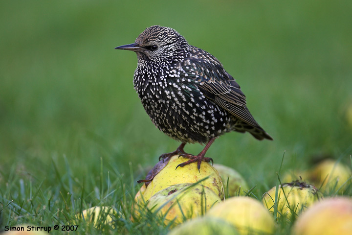 Starling