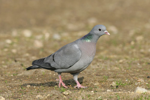 Stock Dove