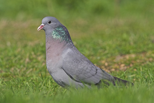 Stock Dove