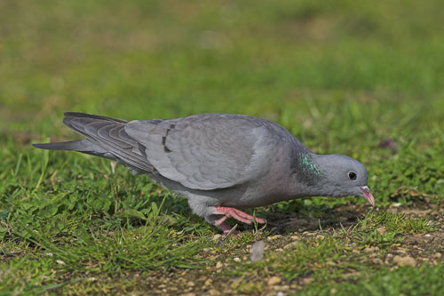 Stock Dove