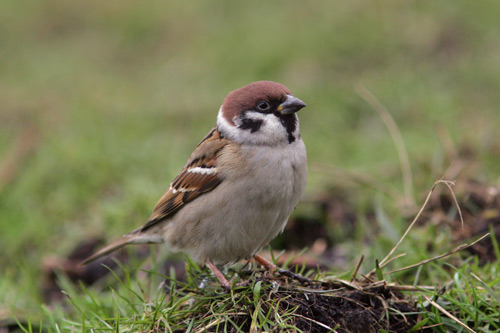 Tree Sparrow