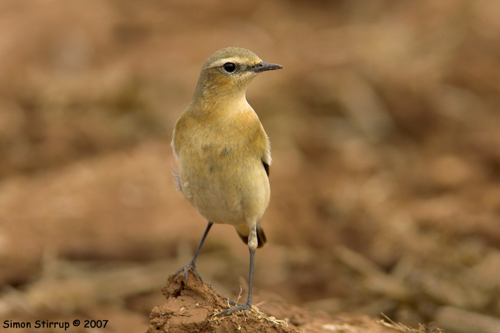 Wheatear