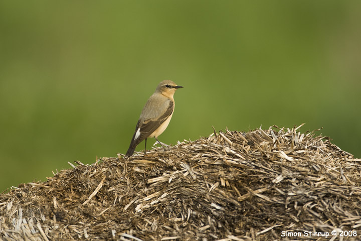Male Wheatear