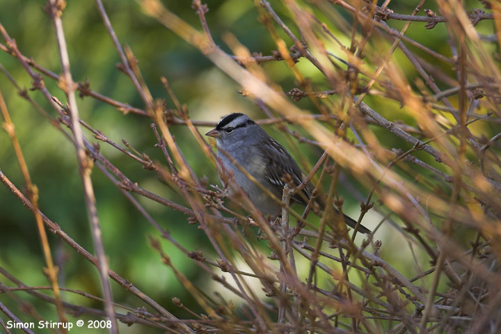 White-crowned Sparrow