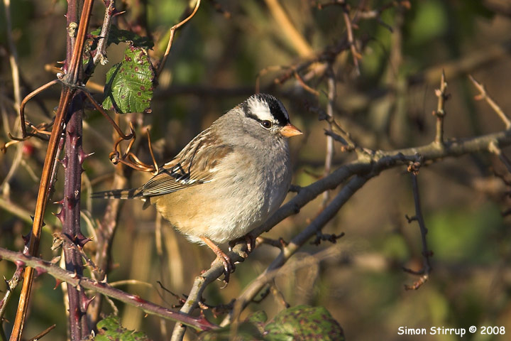 White-crowned Sparrow