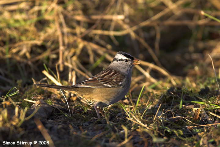 White-crowned Sparrow