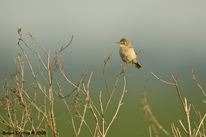 Male Whitethroat