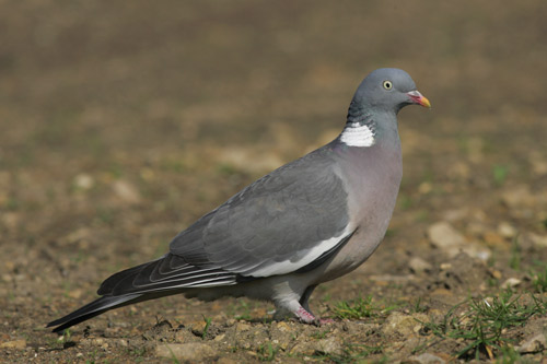 Woodpigeon