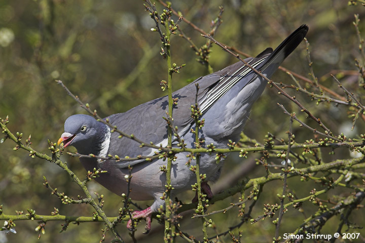 Woodpigeon