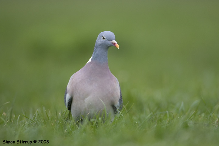 Woodpigeon