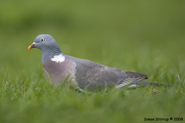 Woodpigeon