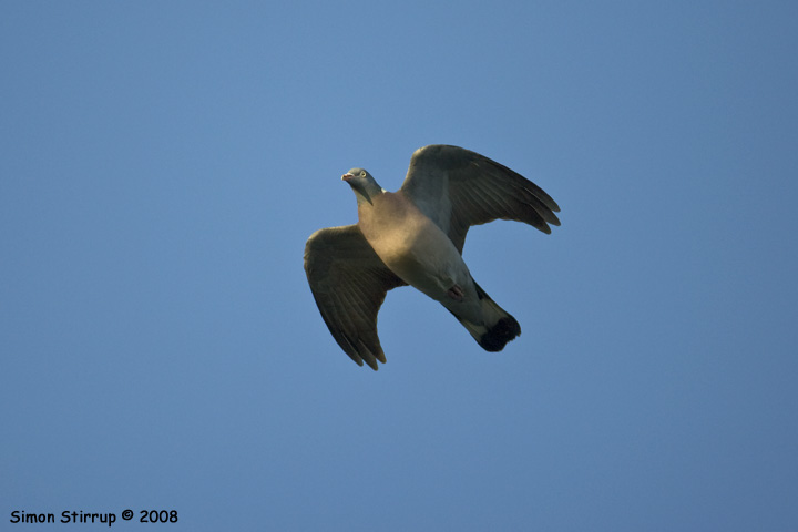 Woodpigeon in flight