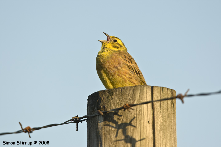 Male Yellowhammer in song