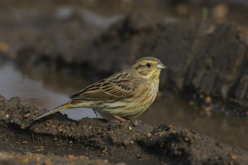Yellowhammer female