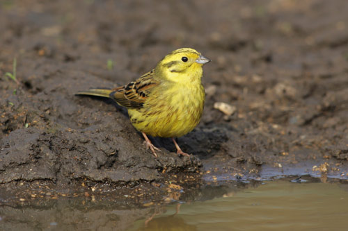Yellowhammer male
