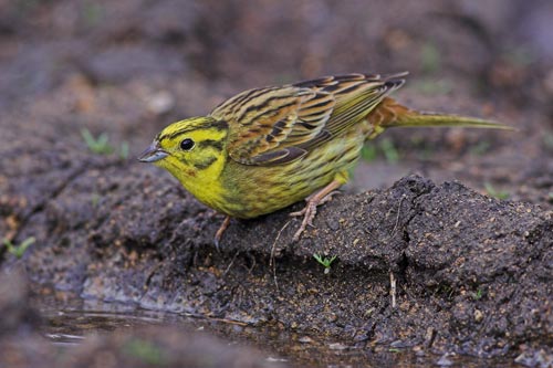 Yellowhammer male