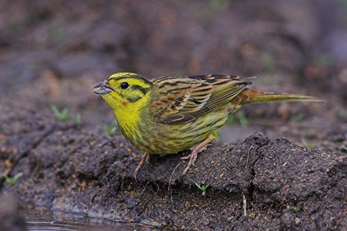 Yellowhammer male