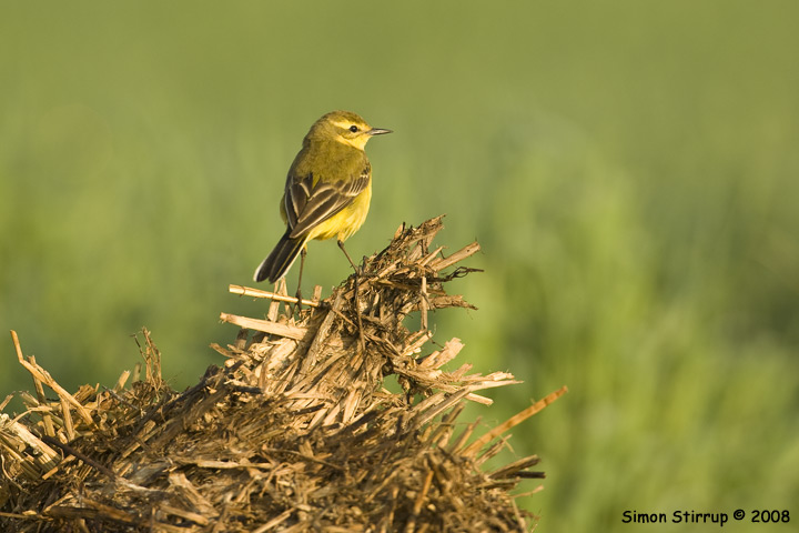 Male Yellow Wagtail